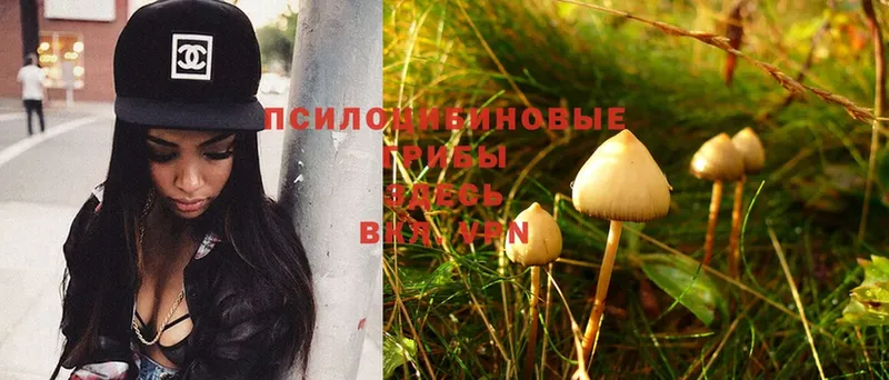 Галлюциногенные грибы Psilocybe  магазин  наркотиков  Белая Калитва 